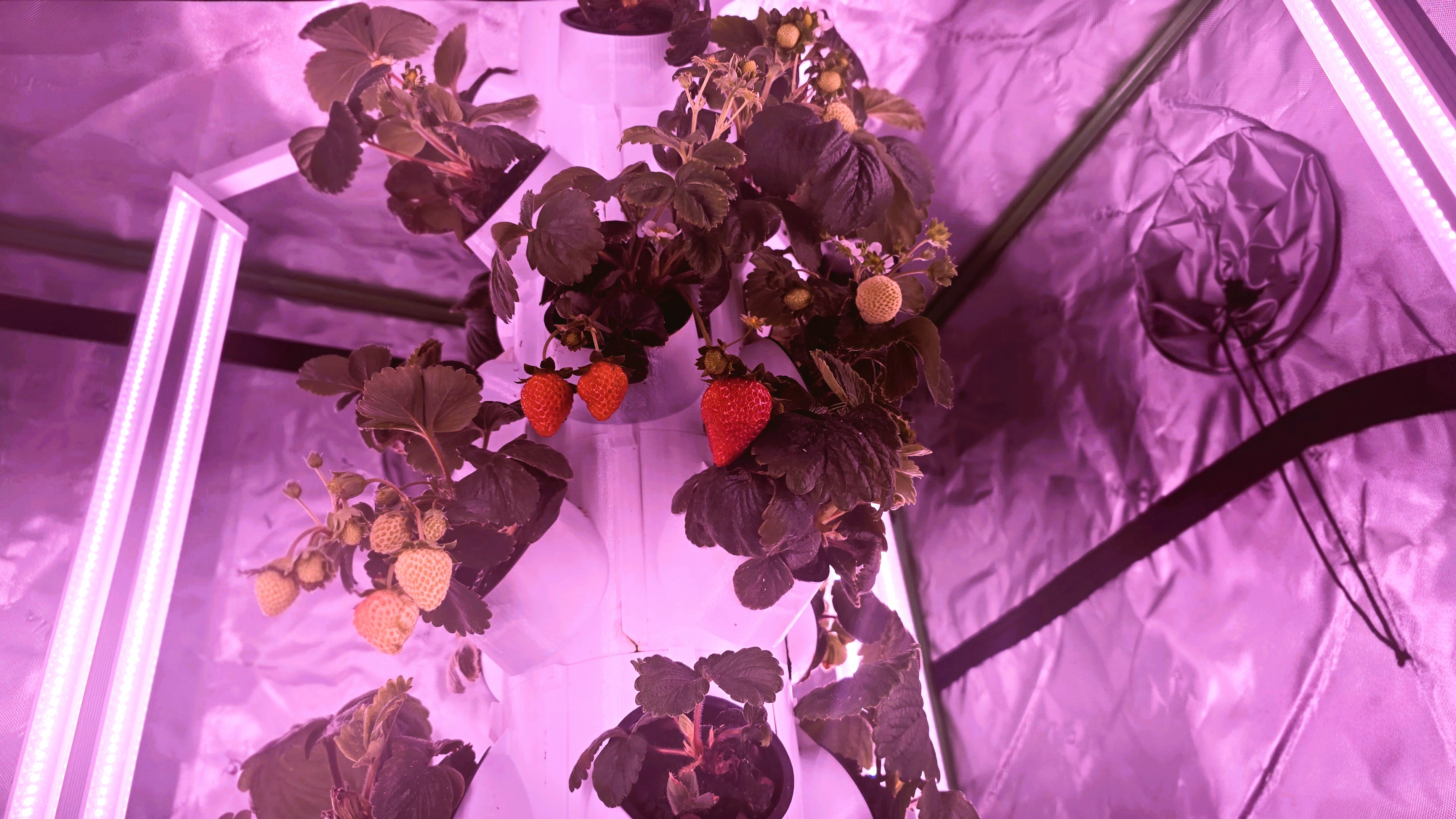 Turing Hydro smart hydroponic tower growing strawberries